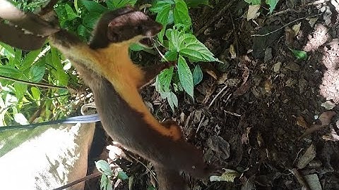 Được một ngày đi thăm bẫy bãi mới 27/11/2025