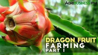 Dragon fruit farming in the Philippines : Dragon fruit farming Part 1 #Agribusiness