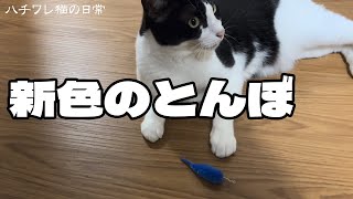 猫のおもちゃが今まで通りとはいかないことが分かった日