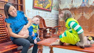 Smart CUTIS secretly does special thing makes baby monkey \u0026 pregnant Mom excited wait🤩 Smart CUTIS secretly does special thing makes baby monkey \u0026 pregnant Mom excited wait🤩