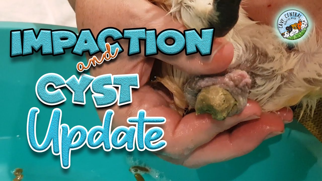 Guinea pig impaction and what you need to know and Cyst update YouTube
