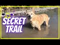 Exploring The SECRET Trails of Orting WA ~ Relaxing Virtual Dog Walk Along the Scenic River Trail