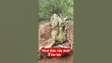 khai thác cây duối lùn lực tự nhiên