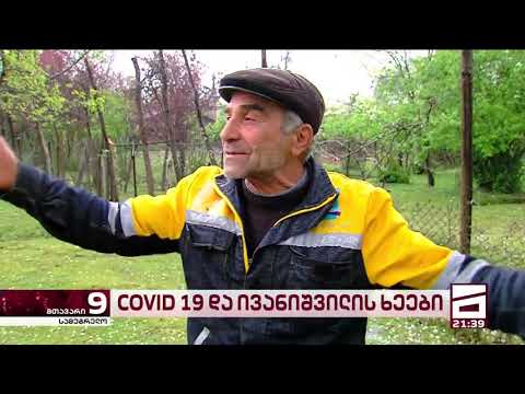 ივანიშვილის ჭადრები გზაში გაიჭედა