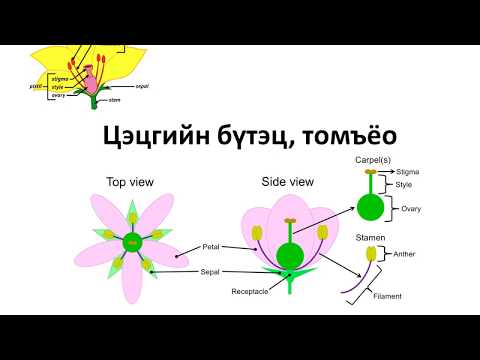 Видео: Ургамлын томъёо