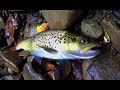 Ловля радужной форели и речной в горной речке часть 2 | Trout Fishing