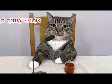 Приколы с котами!