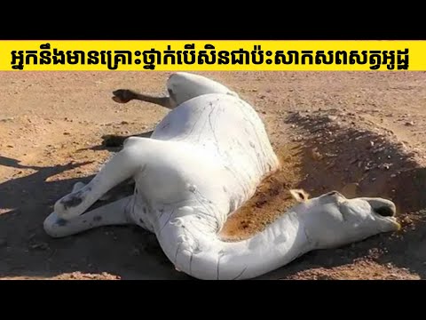 សមត្ថភាពអស្ចារ្យមួយចំនួនរបស់សត្វអូដ្ឋ | Some amazing abilities of camels