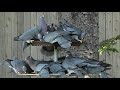 Band-tail Pigeon Feeding Frenzy 2