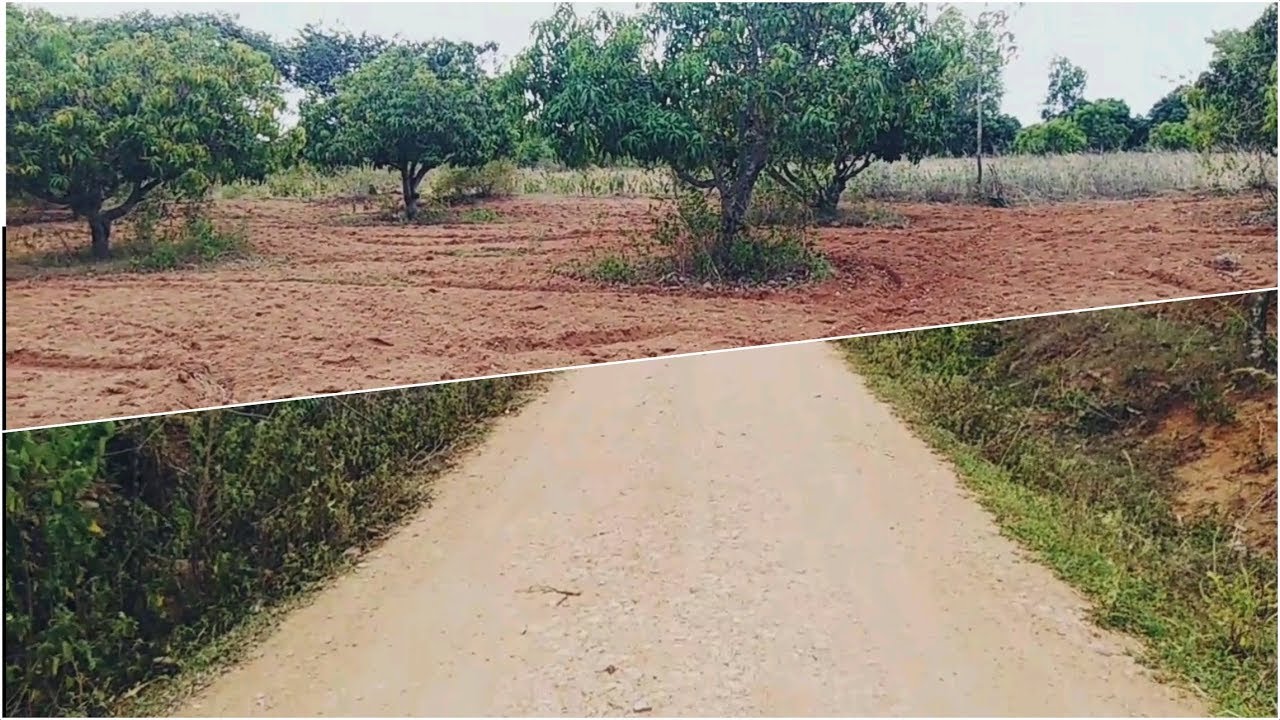 2acre Cheap mango farm 65km from bangalore at channapatna (9513194244
