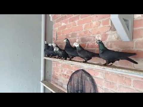 Голуби 4. Голуби 4. Голубь на а4. Декоративные голуби. Голуби 4.