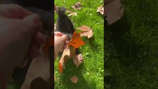 Хорошая песня