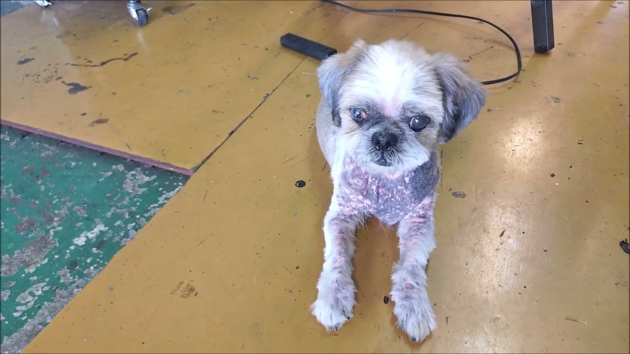 Shih Tzu Ten 165] The Biggest in Recorded History - YouTube