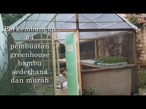 Perkembangan 4 pembuatan green house  bambu  sederhana  dan 