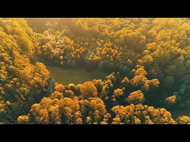 Nhạc Không Lời Thư Giản Với Tiếng Piano và Tiếng Chim Hót ( Beautiful Relaxing Music ) class=