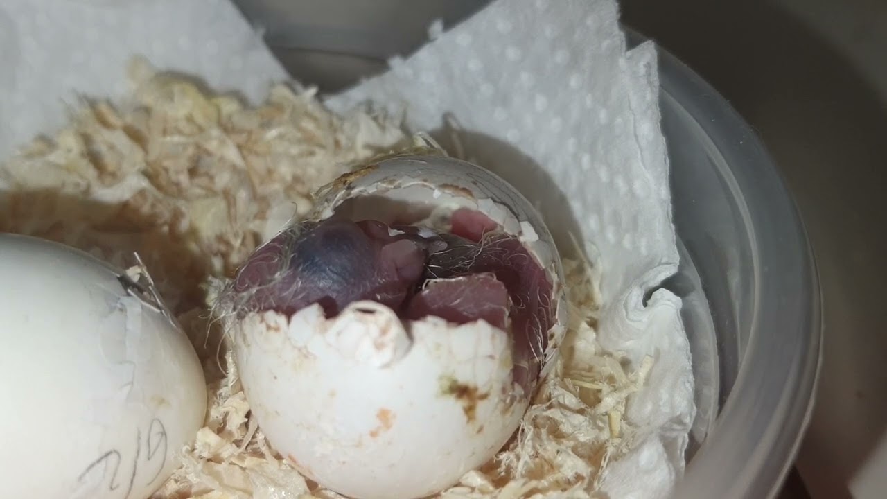 Sun conure parrot egg hatching