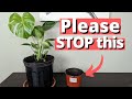 why people keep Killing their Monstera