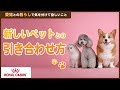 猫の室内飼いガイド【第１１回】新しいペットとの引き合わせ方