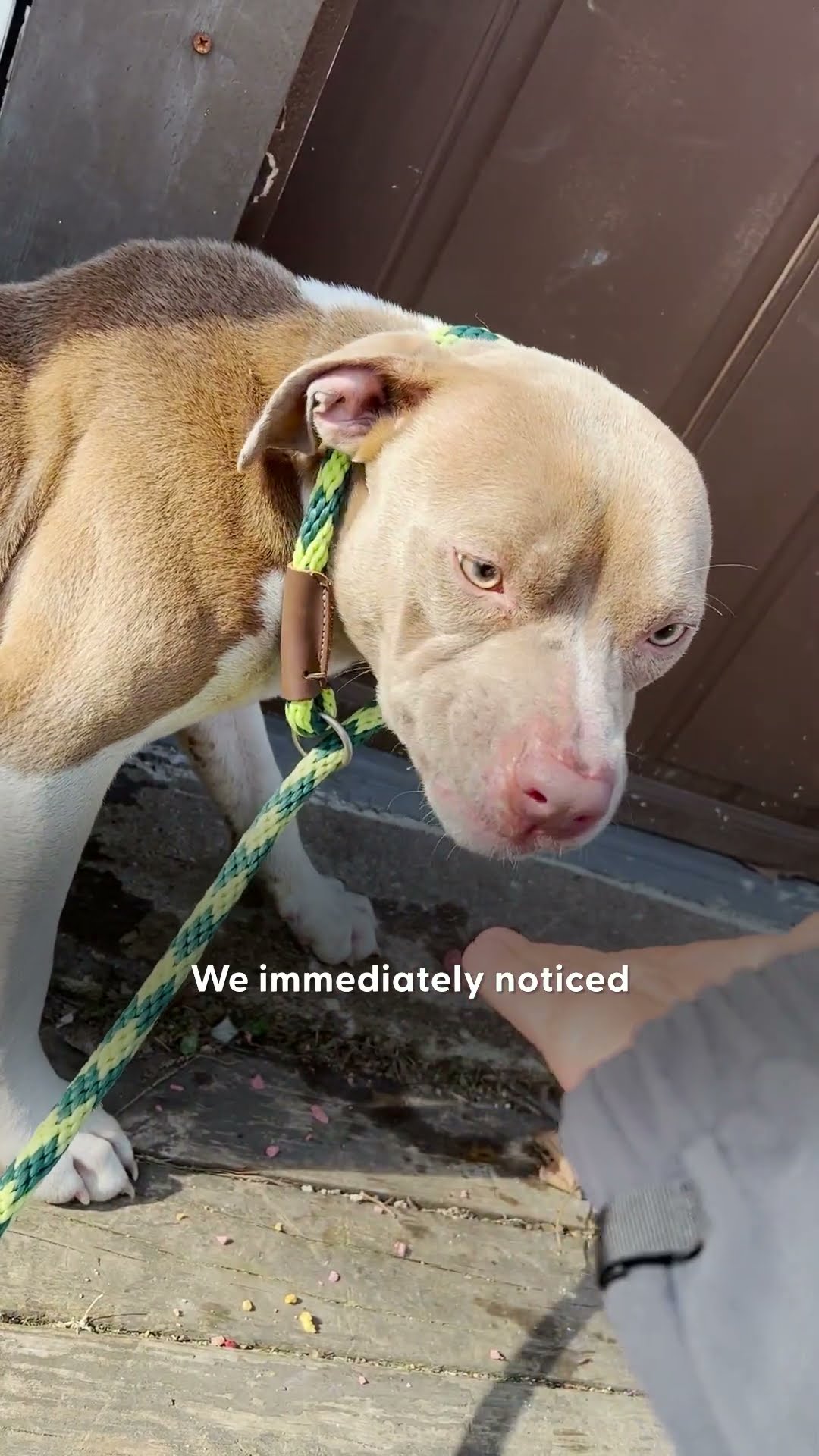Lost Pittie Who Can't Stop Shaking Finds His Family | The Dodo