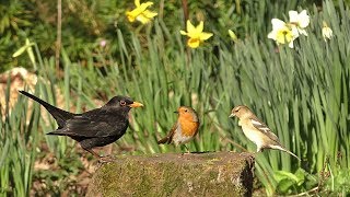 Relaxing Cat TV - Woodland Birds and Daffodils