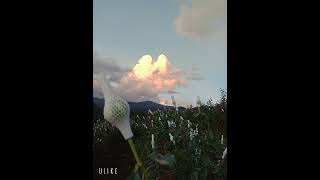 Nqab Tug Ntsa Iab Thoj