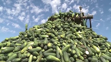 Cucumber harvest machine - How pickles are made - cucumber pickles processing factory