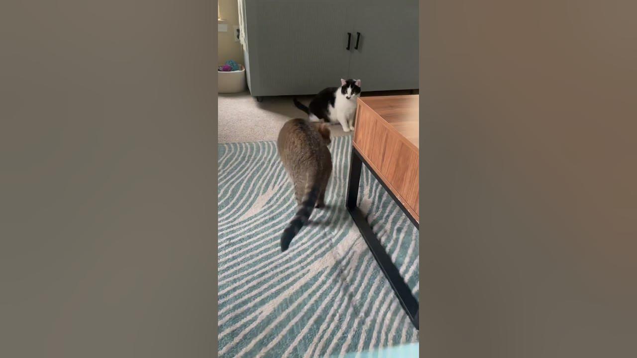 STOP YOURE SCARING ME funny cats love cat funnycats meme stop-youre-scaring-me-funny-cats-love-cat-funnycats-meme