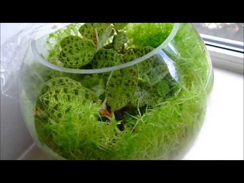 ორქიდეომანია # ხავსი სფაგნუმის მნიშვნელობა და  გამოყენება