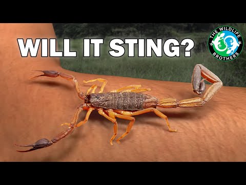 Handling a WILD Scorpion! Can Scorpions and People Coexist?
