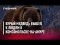 Бурый медведь вышел к людям в Комсомольске-на-Амуре. Новости. 09/08/2022