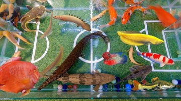 Hồ cá sân bóng cho cá sấu, cá khủng long hoàng đế, cá rồng, cá la hán, cá koi, két king kong