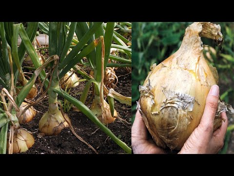 Cara Menanam BAWANG BOMBAY Di Halaman Rumah Cepat Panen & Besar-Besar - How To Grow Onions