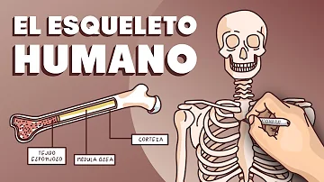 ¿Cuánto pesa el esqueleto humano?