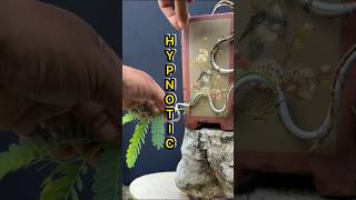 Amazing.., Tree Movements That Will Hypnotize You