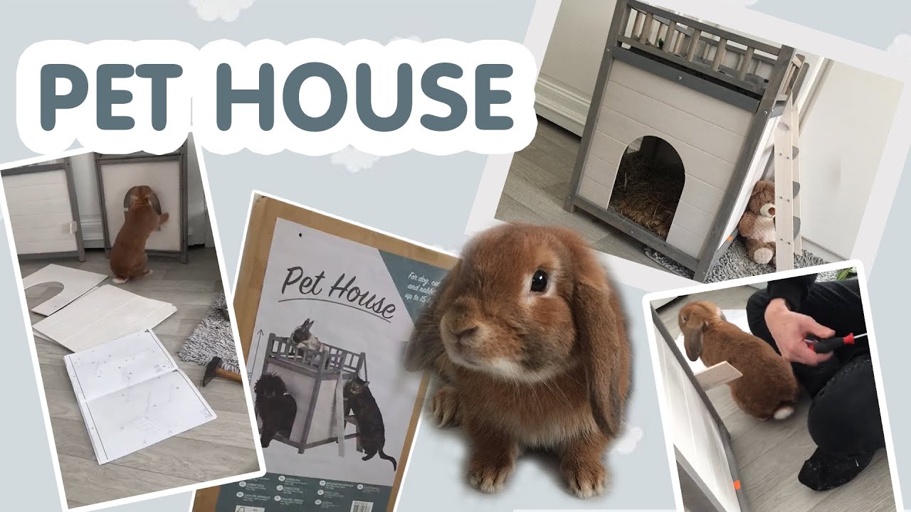 PET HOUSE (ACTION) - YouTube