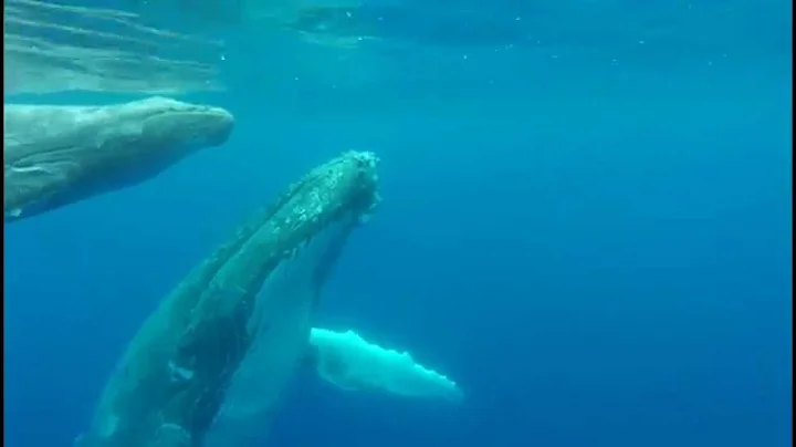 Mama and Baby Humpback Whale