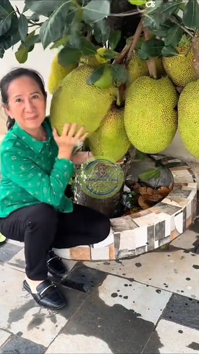 Honey jackfruit bears abundant fruit