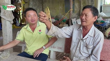 Mô hình  giống lúa HG 12 ở xã Vĩnh Lợi, Tỉnh Bạc Liêu