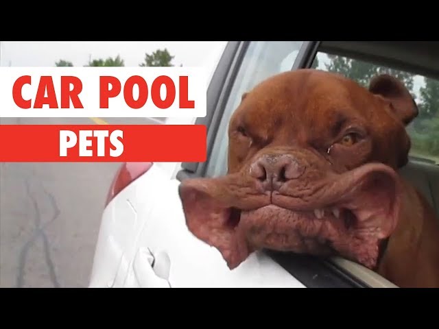 Car Pool Pets