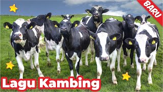 Kambing Lucu Sapi Lucu ANAK KAMBING SAYA ( Caca Marica Hey hey ) -  Lagu Kambing Indonesia Populer