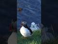 Creepy seagull sneaking behind the puffin. #iceland #traveliceland #birds #birdwatching