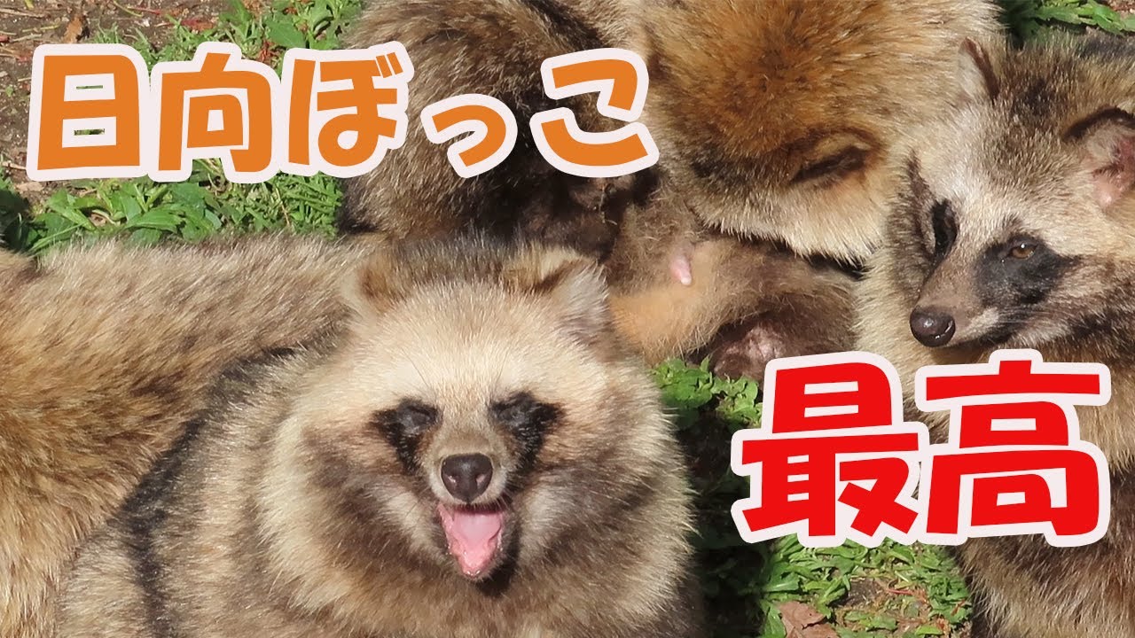たぬきが心地よさそうに日向ぼっこする様子をご覧ください【東山動物園