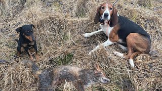 Fox Hunting With Hound And German Jagdterrier