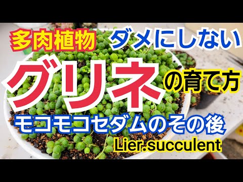 多肉植物 グリーンネックレスの育て方増やし方 Youtube