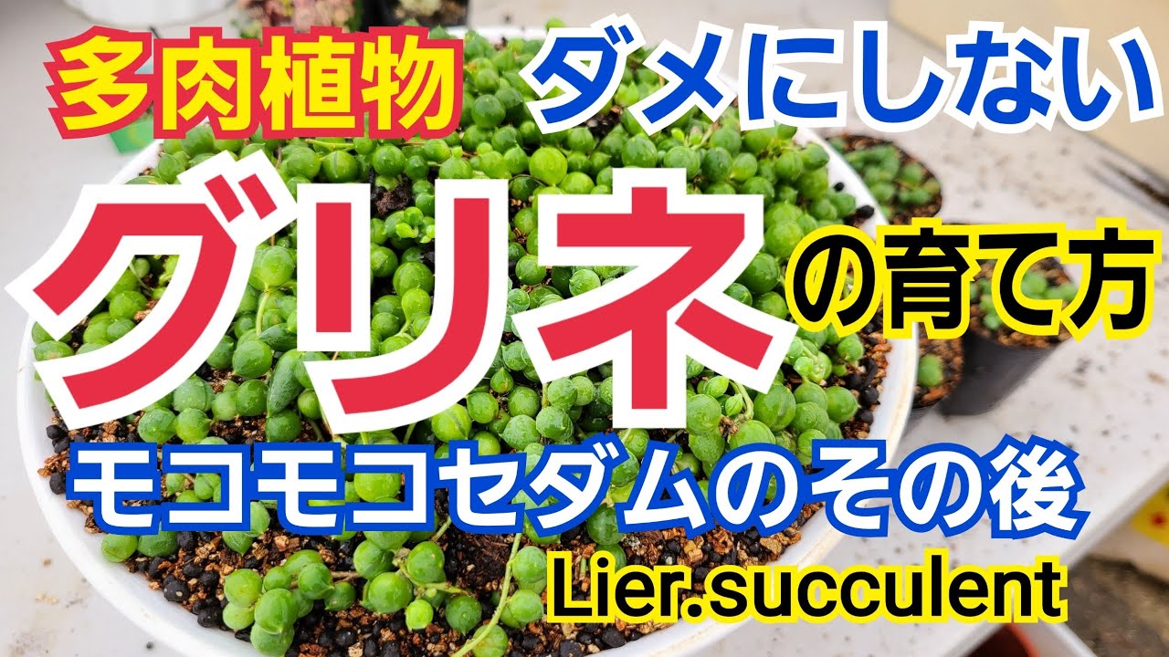 多肉植物 グリーンネックレスの育て方増やし方 Youtube