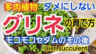 【多肉植物】グリーンネックレスの育て方増やし方