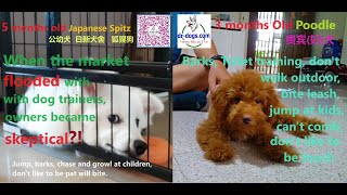 When the market flooded with dog trainers, owners became more skeptical?! by Stanley Koh 61 views 6 months ago 9 minutes, 6 seconds