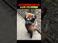 初めてぶどうを食べたレッサーパンダが可愛すぎるw