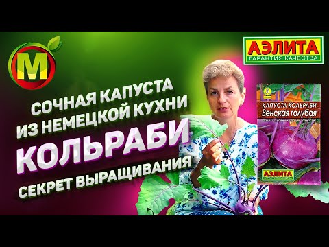 Видео: Что такое нежно-сладкая капуста: выращивание нежно-сладкой капусты