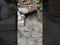 Cute cats available ❤️❤️ #catlovers #cat #love #gorakhpur #youtubeshorts #viralreels